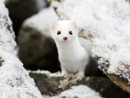 White stoat that looks at the camera/Hermine blanche qui regarde la caméra