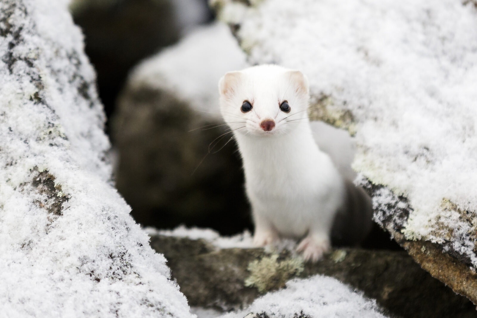 Hermine blanche qui regarde la caméra/White stoat looking at the camera